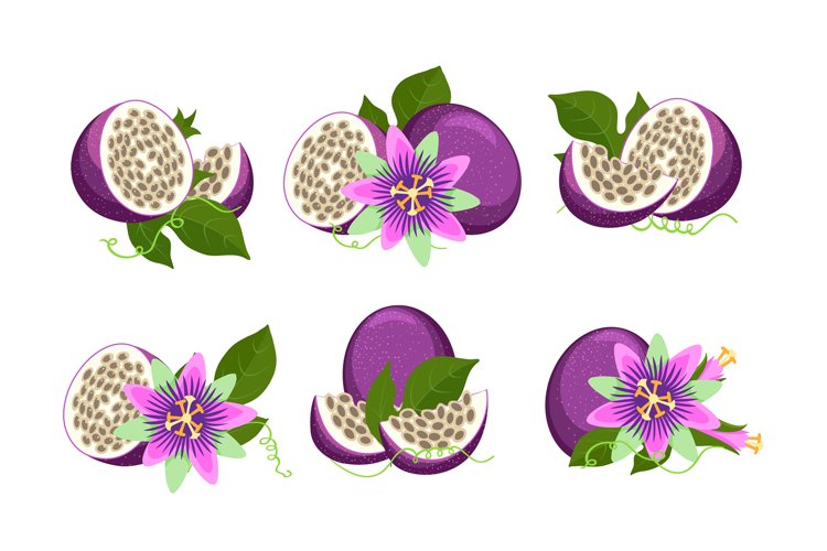 Fruit Vector Image 19
