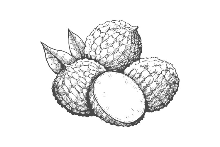 Fruit Vector Image 4