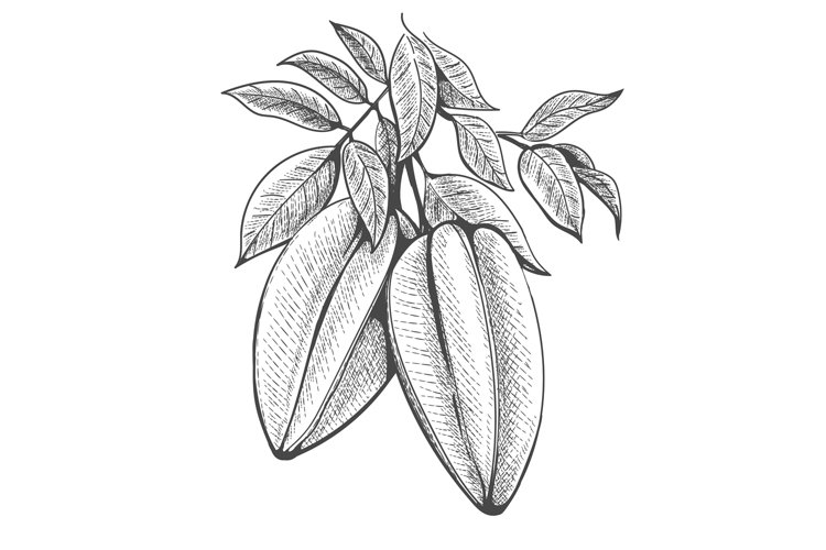 Hand drawn carambola branch