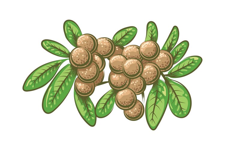 Fruit Vector Image 5