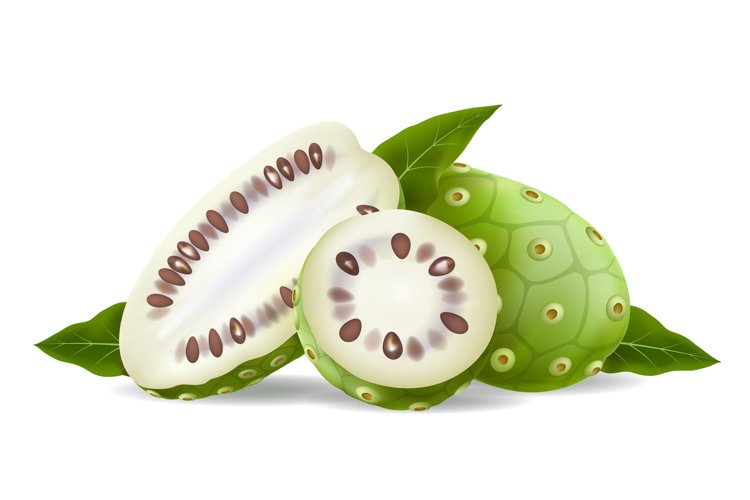 Noni fruits and leaves realistic
