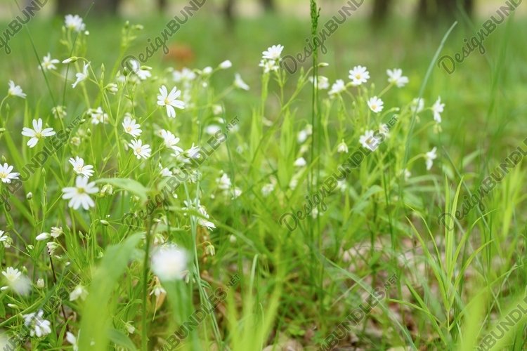 stellaria media is a wild field herbaceous plant flowers example image 1
