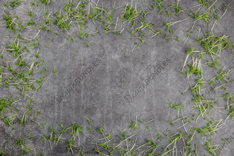 Natural gray stone, concrete background with microgreens. example image 1