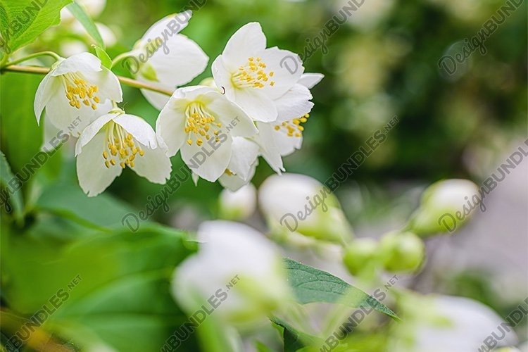 Green Nature Background Image 23