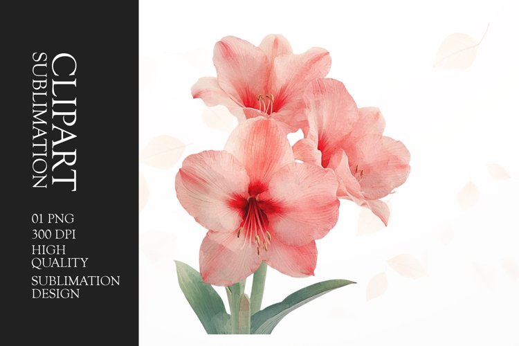 Watercolor amarylis flower sublimation clipart