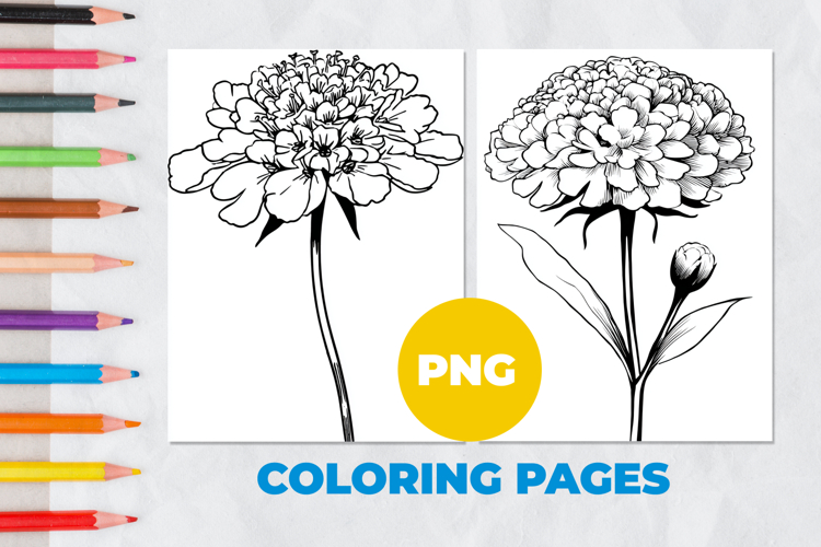 Scabiosa flower Coloring Pages | Coloring book