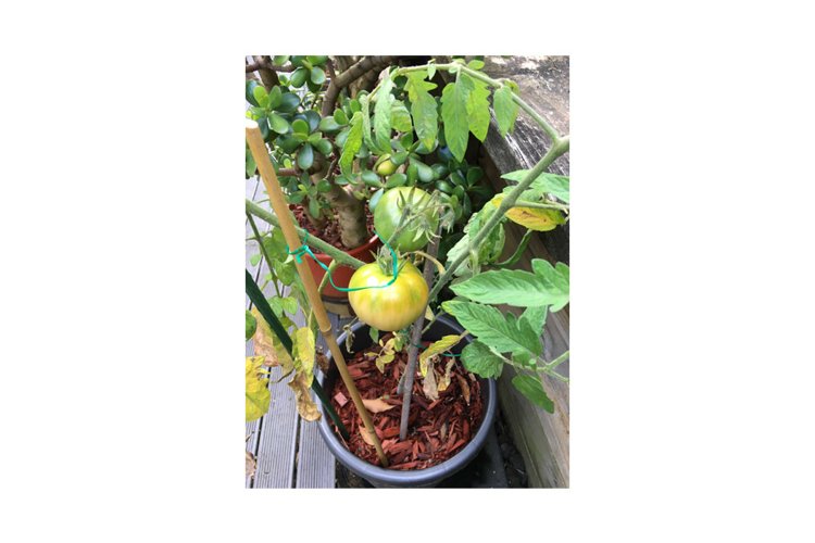 Green Tomato Fruit and Plant example image 1