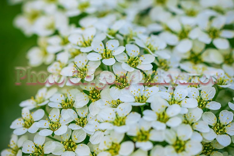 Garden Background Image 3