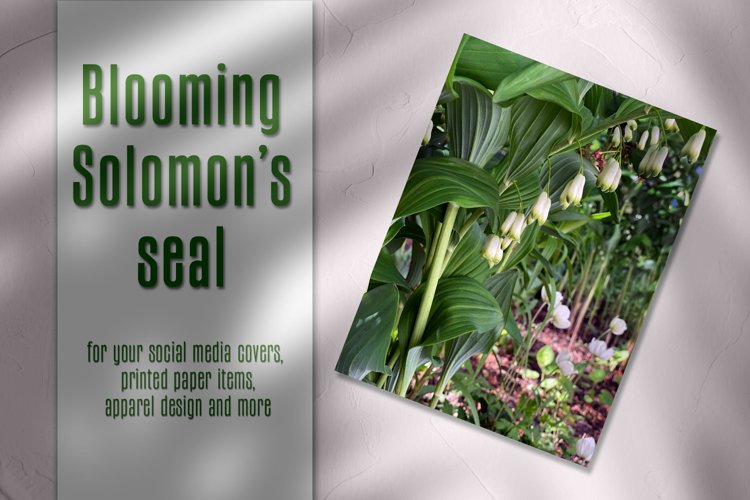 Blooming Solomons seal