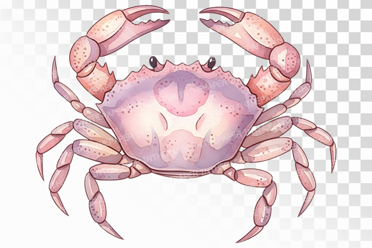 Cute Ocean Crab Pink Marine Animal Pincer PNG Summer