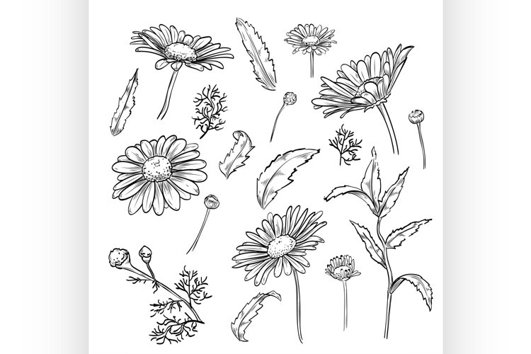 Flower Drawing Image 20