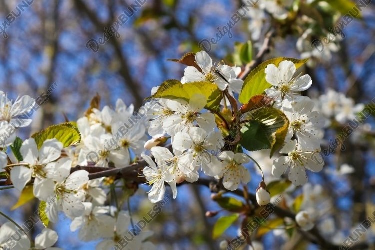 Beautiful background of flowering trees