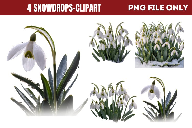 Snowdrops Clipart PNG