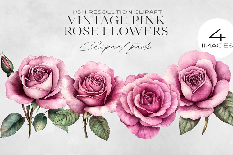 Pink Rose Png Image 2