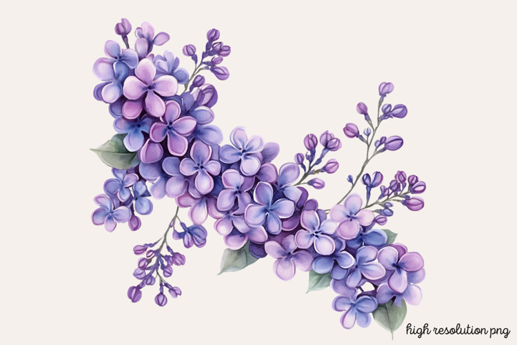 Lilac Illustration Image 10
