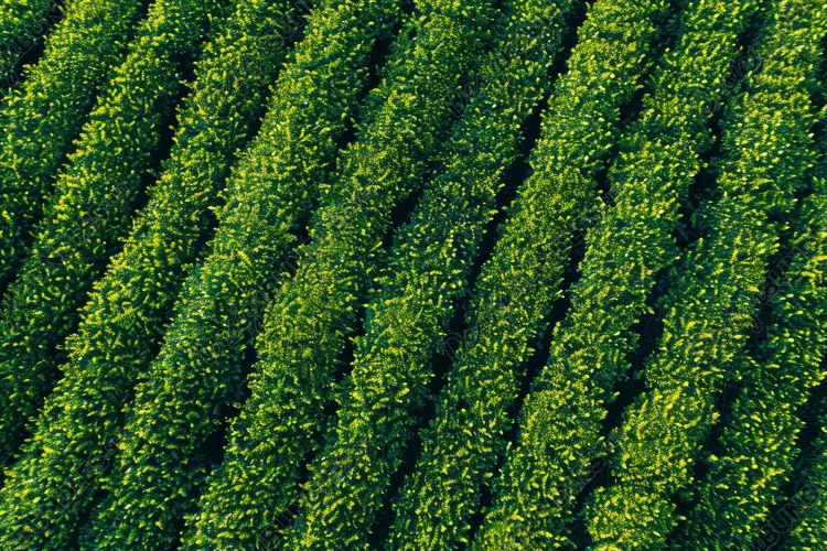 Tea Plantation Field Background Wallpaper