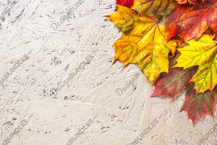 Autumn border from fall maple colorful leaves
