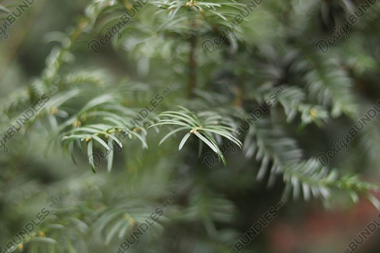 Holiday Background Image 19