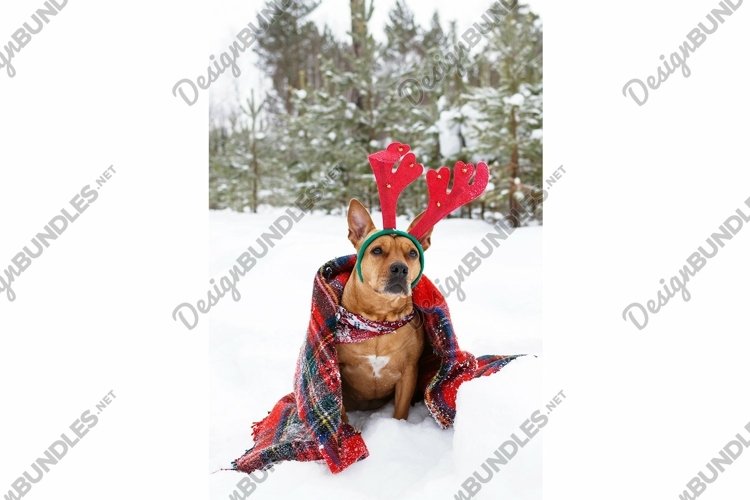 American Staffordshire terrier with red deer horns. example image 1