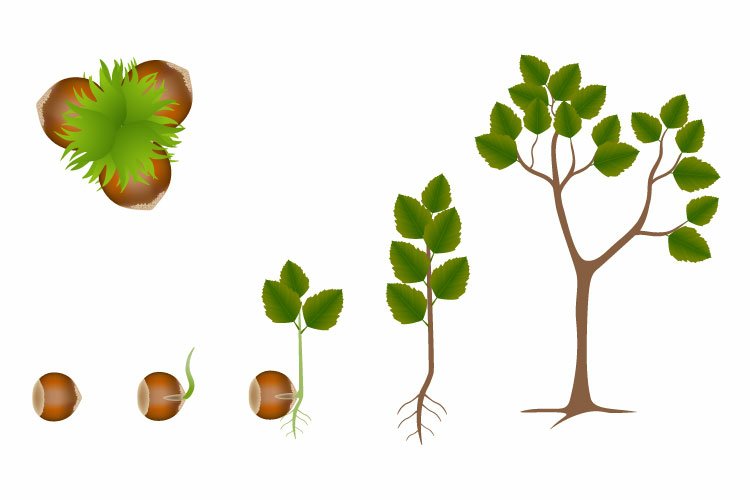Germ Clipart Image 5