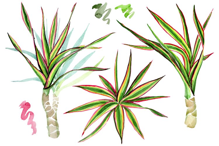 Dracaena maraginata tricolor Watercolor png example image 1