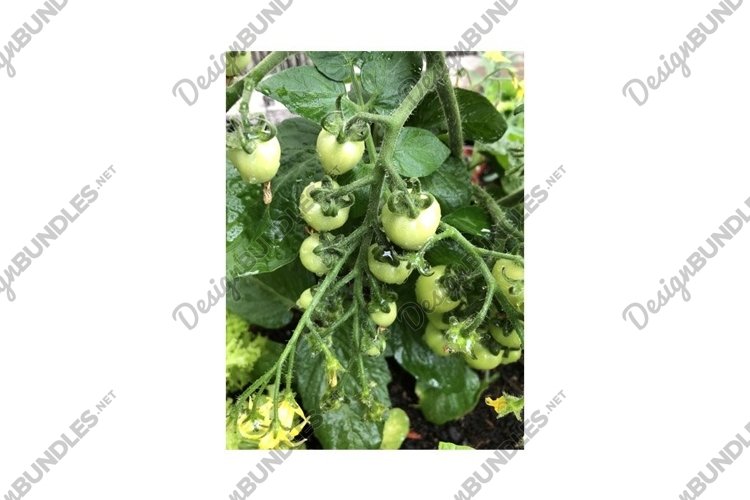 Green Heart-Shaped Tomato heart breaker example image 1