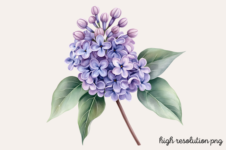 Lilac Illustration Image 8