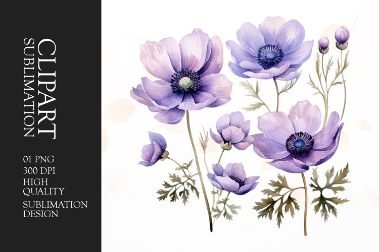 Watercolor anemones flower sublimation clipart