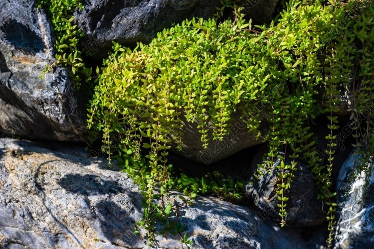 Creepy plant on a rock example image 1