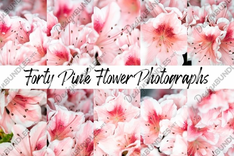 40 Pink Flower Blossom Photographs Close Up example image 1