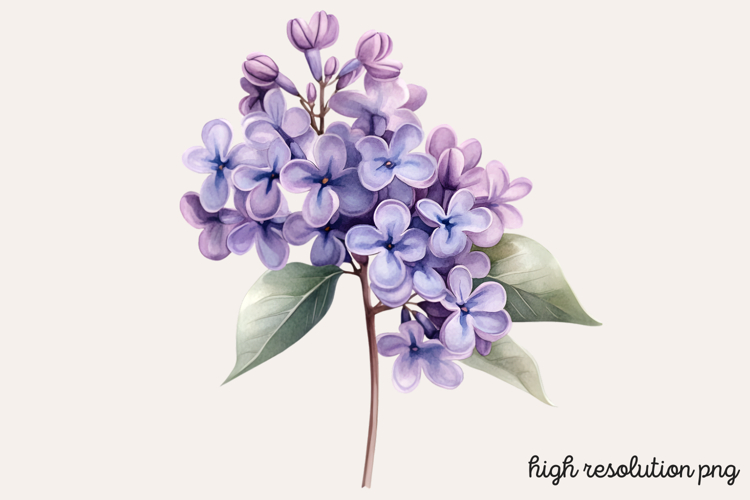 Lilac Illustration Image 6