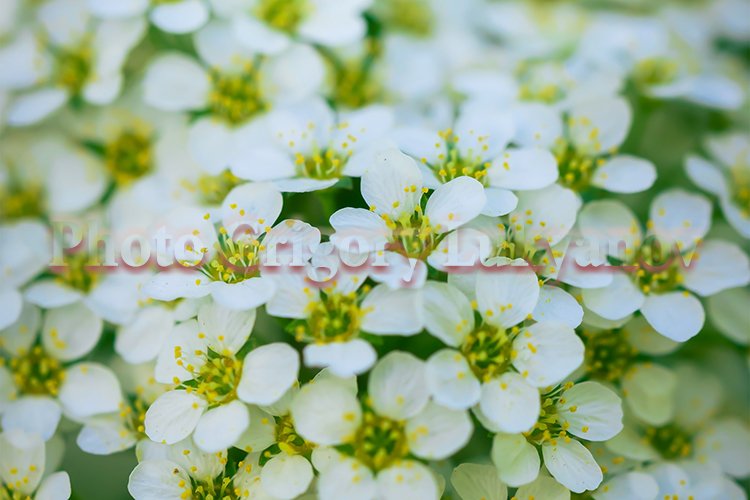 Garden Background Image 4