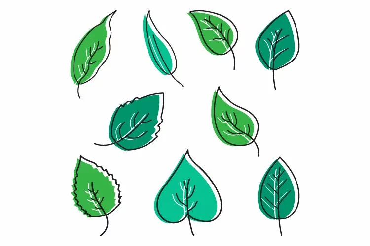 Green Plant Tree Leaf Foliage Nature Element Line Style