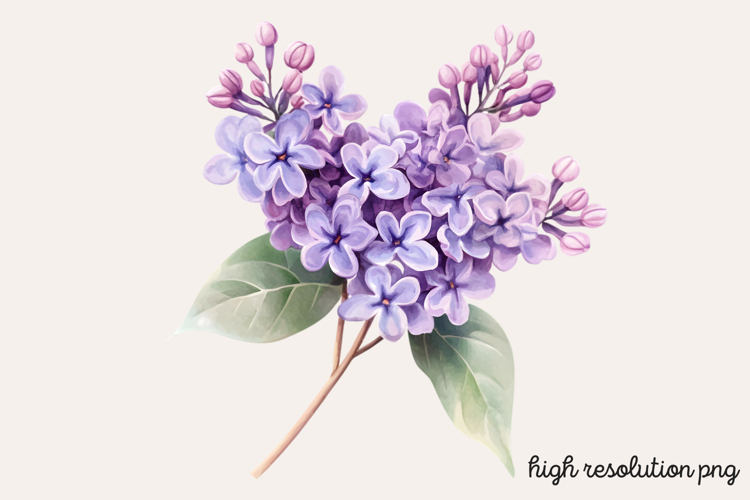 Lilac Illustration Image 7