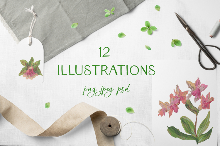Orchid Clipart Image 15