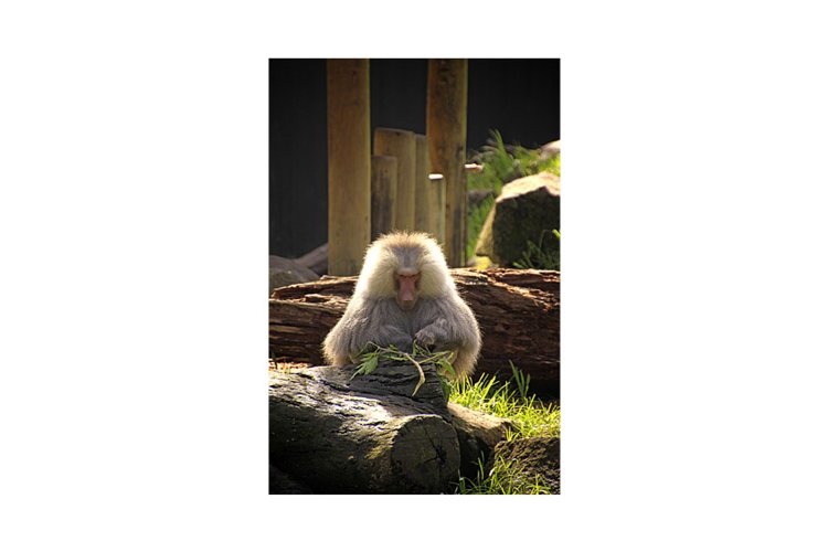 Monkey Clipart Image 9