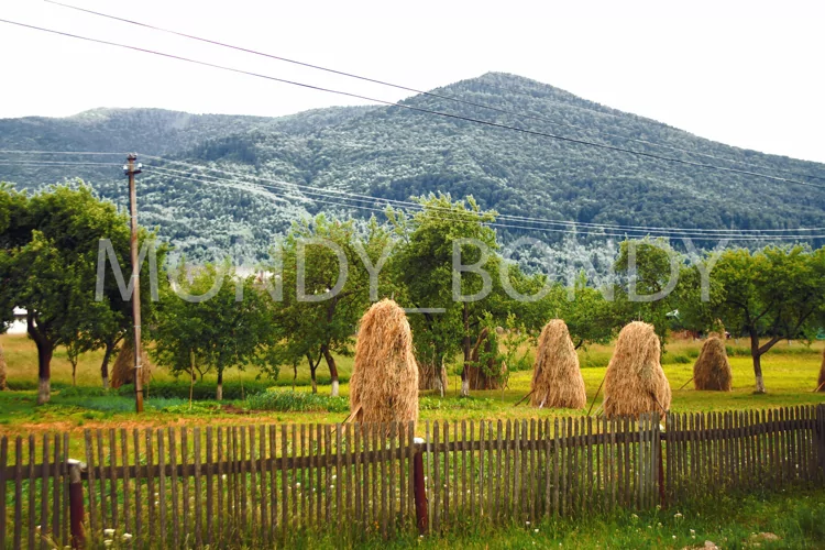 View of the field and the mountains Karpaty