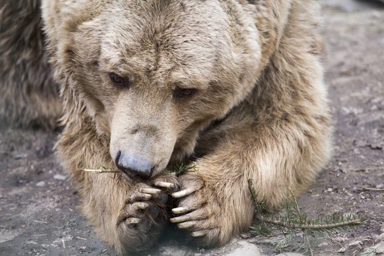 Bear Face Clipart Image 23