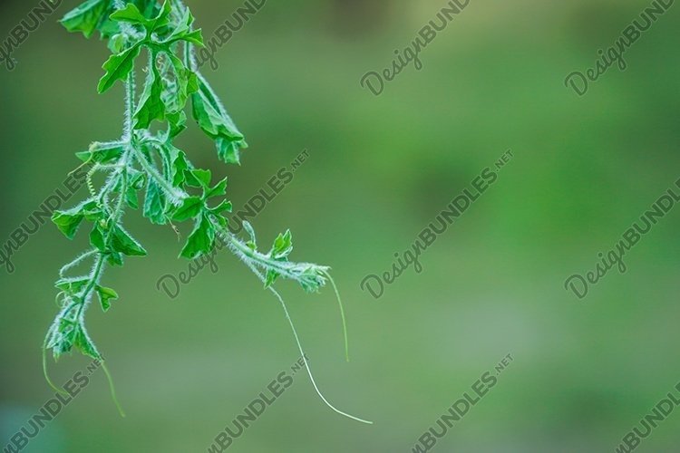 Garden Background Image 5