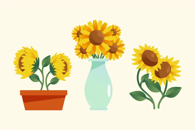 Sunflower Illustrations