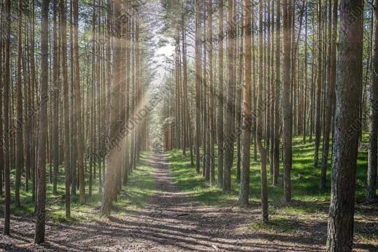 the bright sun filtering through the leaves example image 1