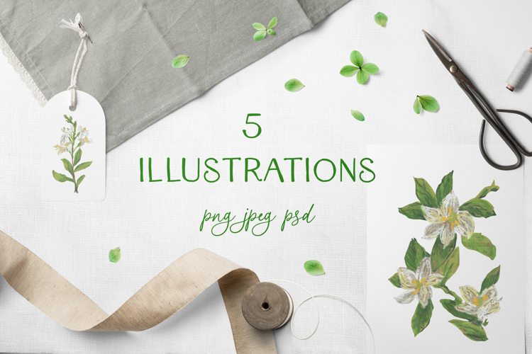 Jasmine flowers Clip Art