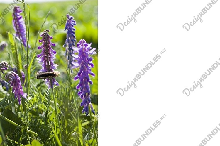 photo blue lupins