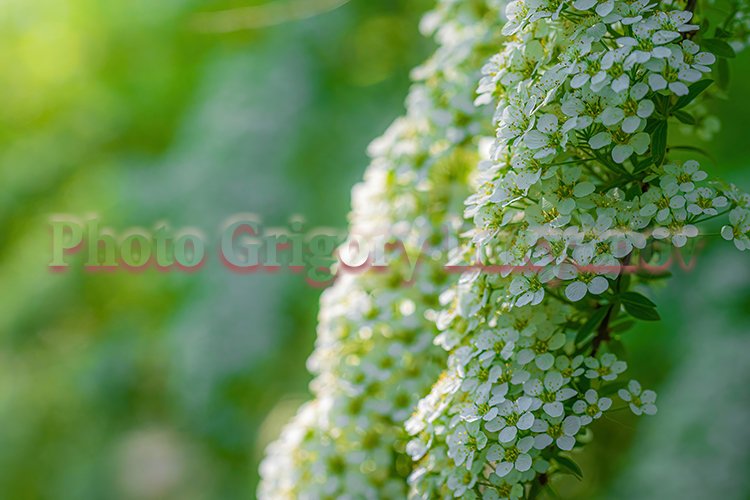 Garden Background Image 3