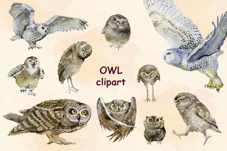 Owl Clipart set png Amazing nature illustration Forest Bird example image 1