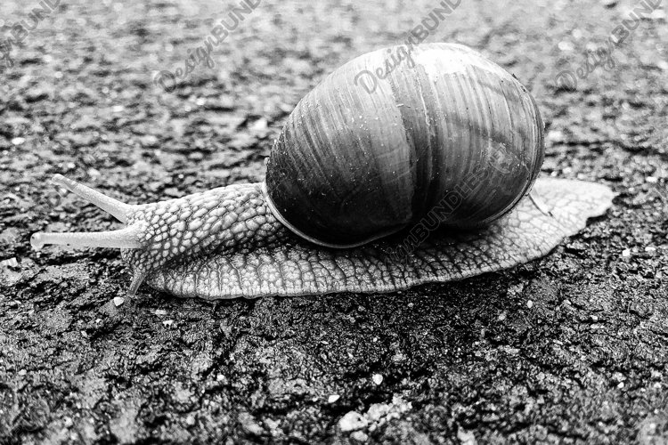 Snail Clipart Image 15