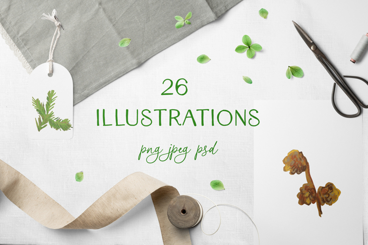 Crayon Nature Elements Clipart Set Feathers Nuts Pine Cones