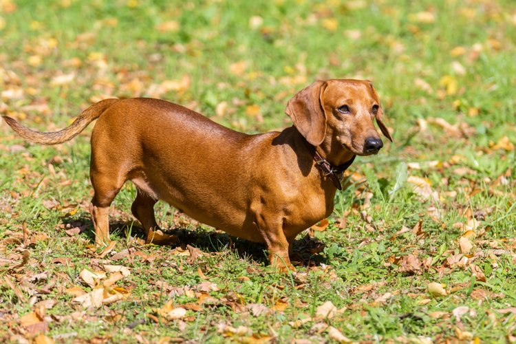 Puppy Clipart Image 6