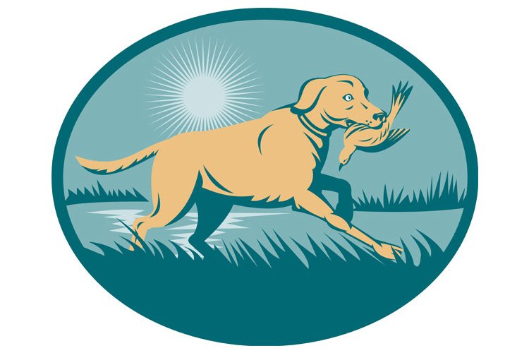 Retriever dog with bird on wetland