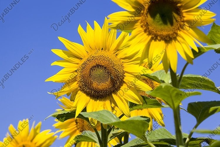 Grow Clipart Image 10